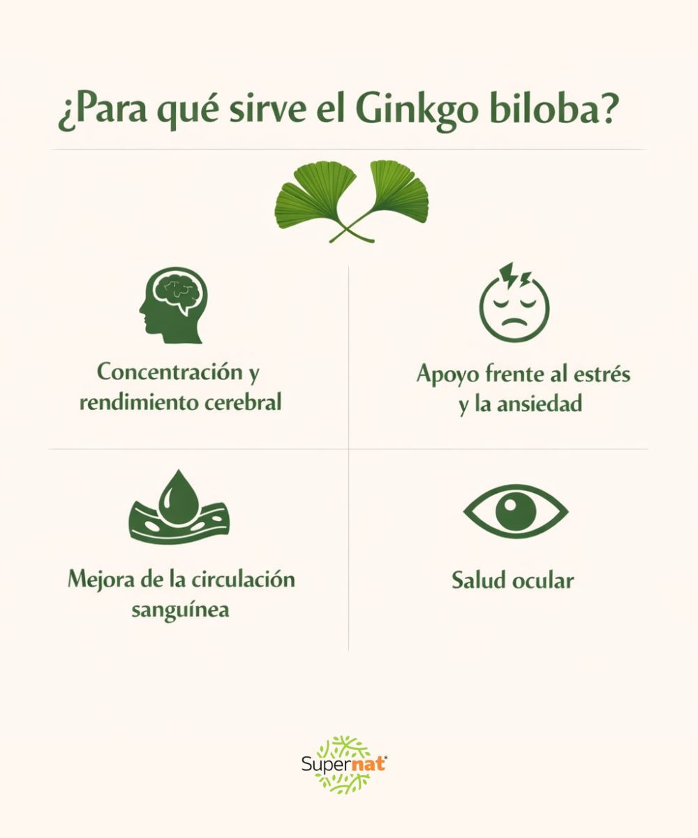 El Ginkgo biloba para la función cognitiva, la ansiedad, la circulación sanguínea y la salud ocular